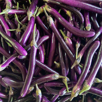 闽南蔬菜新鲜茄子紫黑细长茄子应季农家蔬菜现摘3斤5斤3斤细茄子精品