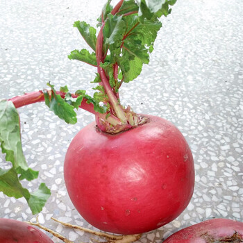 七叶胭脂红萝卜种子 20g