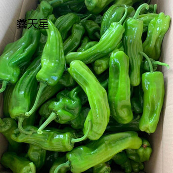 薄皮青椒不辣虎皮辣椒芜湖椒苏椒大青椒现摘现发 精品五斤装