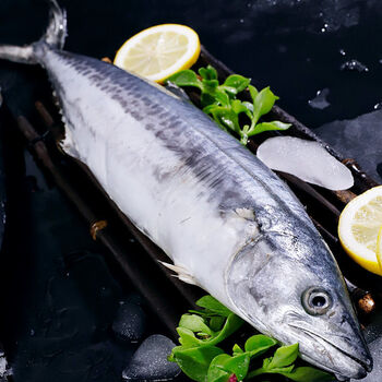 鲅鱼新鲜特大马鲛鱼青岛大鲅鱼批发冷冻青占鱼海鲜水产深海鱼整条净重