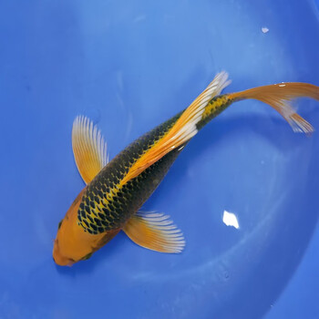 金鱼小型淡水好养红鲫鱼纯种小锦鲤鱼苗sqianpet 7-10厘米3条金松锦鲤