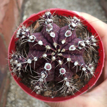 迎春锦仙人球直径7-8cm带盆土发货多肉植物 紫牡丹6-7cm