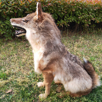 仿真狼摆件大型动物模型手工艺品橱窗展示品道具皮毛动物标本真皮毛蹲
