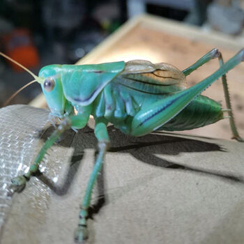 翡翠蝈蝈翠绿蝈蝈点药山青朴彩(pucai) 掌柜精挑 精品海蓝蝈蝈一只