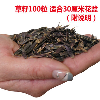 草棒乌斯曼棒奥斯曼睫毛发际线草浆草汁生眉液眉笔乌斯玛草籽100粒0g