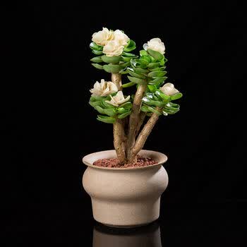多肉植物金钱木老桩带盆栽好客厅绿植花卉好养发财树 带锦 三年金钱木丨素烧盆附铺面石 图片价格品牌报价 京东 多肉植物金钱木老桩带盆栽好客厅绿植花卉好养发财树 带锦 三年金钱木丨素烧盆附铺面石 图片价格品牌报价 京东