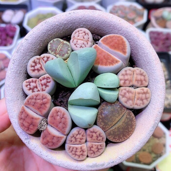 稀有生石花多肉植物整盆大母本生石花屁股花肉肉花屁屁花卉盆栽秒拼