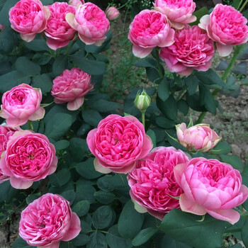 欧月庭院花卉抗病性强大花浓香月季盆栽绿植花卉初妆月季 莲花宝石