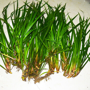 贵州现采山萘500克五香草茴香菖蒲三萘随手香盆景盆栽带根发货