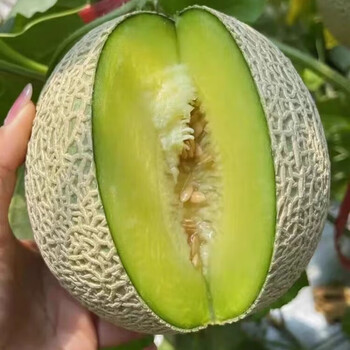 蜜企味山东网纹口口蜜瓜玫珑哈密瓜新鲜甜水果10斤礼盒整箱中秋节2250