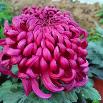 室内花卉绿植乒乓菊千头菊带花苞花苗 紫绣球一盆(带花苞包活包开花)