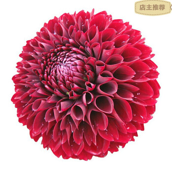 大丽花种球根盆栽室内庭院大丽菊球根花苗东洋菊花多年生地瓜花根d11 其他 图片价格品牌报价 京东