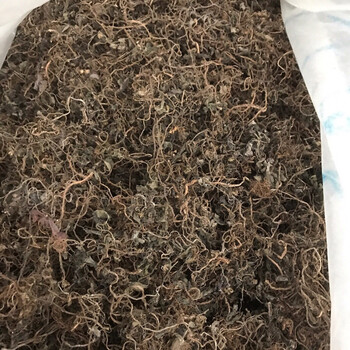 风柜斗草 新晒野生干品正宗风鼓草风谷草风骨草槠头红煲汤煮水 普通