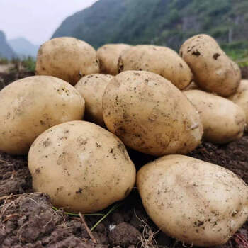 【2020年新土豆】贵州土豆威宁农家洋芋装黄心洋芋马铃薯新鲜洋芋 5斤