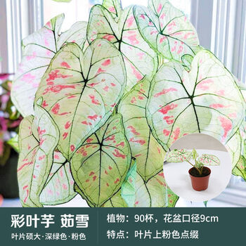 彩叶芋-茹雪(口径约9cm) 含盆