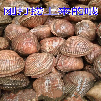 晨臻鲜活鸟贝鸟贝肉鲜活鸟贝刺身 鲜活鸟贝 黄鸟贝 带壳鸟贝 现货速发