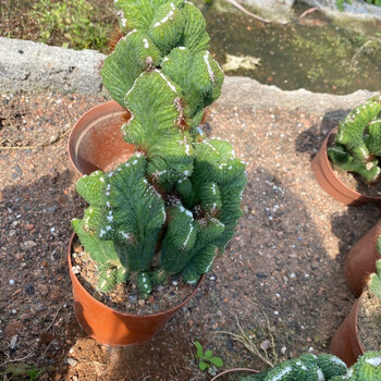 五指山仙人掌 超大山影仙人球 室内小盆栽 玉麒麟多肉 五指山25-30cm