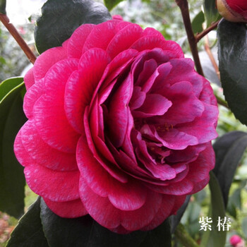 耐冻山茶花苗香妃茶花苗五色赤丹香茶花室年宵花卉大颗花苗丹玉红茶梅树苗植物耐冻山茶花8 紫椿3年小苗 图片价格