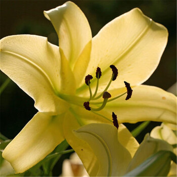 带芽百合大种球 香水百合种球百合花苗绿植盆栽花卉润景嫩黄 图片价格品牌报价 京东