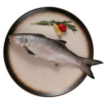 福建大午鱼新鲜野生马友鱼冷冻生鲜海鲜水产特大竹午笋鱼顺丰鲸洋