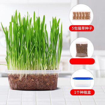 猫草种子土培猫薄荷猫零食猫草种籽盆栽套装猫咪用品 推荐 猫草一套 推荐 图片价格品牌报价 京东