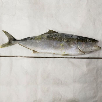 井掌柜 [jd物流] 马鲛鱼黄鰤鱼大鲅鱼黄金鲅鱼海鱼整鱼礼8-20斤海鱼特