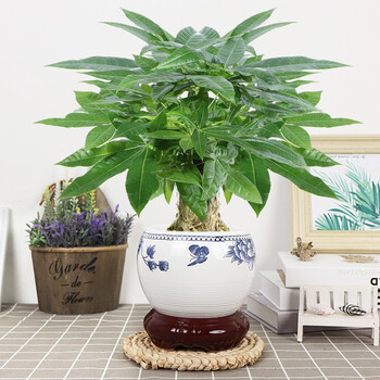 【顺丰发货】发财树大号陶瓷盆原盆5年老桩招财树防辐射净化空气好养