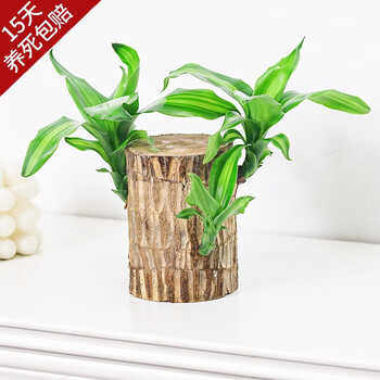 开时果 巴西木盆栽（带芽发货）幸运木格鲁特树人水培植物懒人盆栽绿植 白玉蝶+营养液 （直径5-6cm）