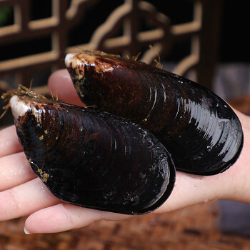 当天现铺鲜活青口贝新鲜超大海虹带壳野生贻贝类生鲜海鲜水产实发四斤