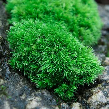 鲜活苔藓微景观盆景盆栽铺面青苔植物白发藓假山草水陆缸造景材料卉双