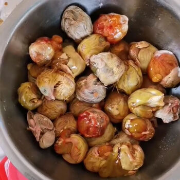 农家新鲜毛蛋1721天生毛鸡蛋批发鸡胚蛋10只装1821天不破壳毛鸡蛋