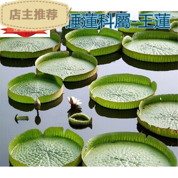 池塘水生景观植物 大型水培 王莲花 王莲种子 王莲种苗 大型水景 王莲