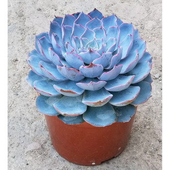 园艺 客厅彩心莲多肉植物盆栽桌面植物花卉室内绿植花好养紫珍珠 大蓝