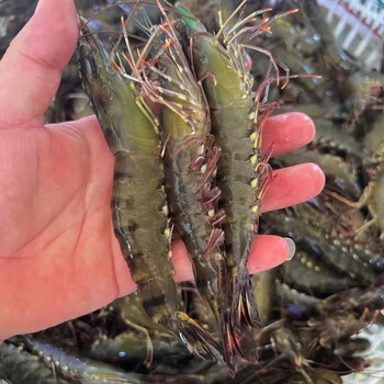 厦门本港活冻黑虎虾400g1盒草虾1825只冷冻生鲜大虾虾类净重400克盒