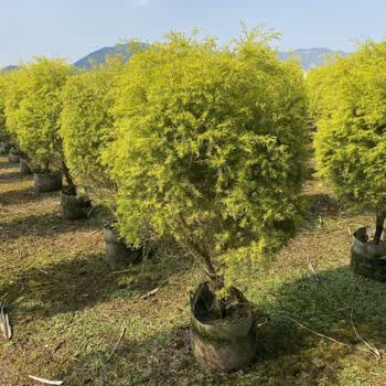 源外园黄金香柳千层金树苗球形植物灌木园林工程绿化苗圃基地直发香味