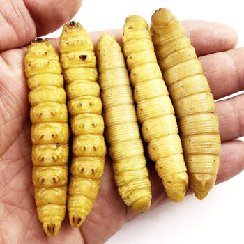 山东大豆虫 新鲜黄豆地 半斤 多规格 冷冻大豆虫 大个活体速冻 豆青虫