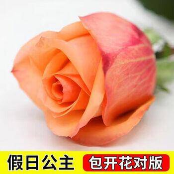 假日公主 10年苗开花爆满