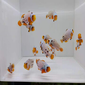 小丑鱼活鱼活体顺丰当天发货海水观赏鱼公子小丑雪印喷点毕加索小丑