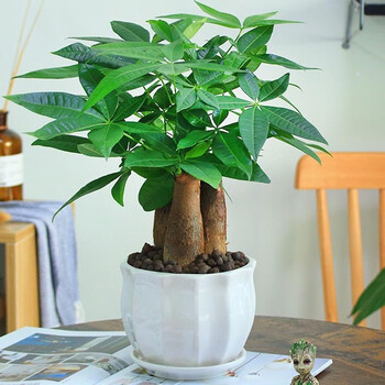 发财树盆栽植物室内花卉植物室内花绿植室内客厅招财树好养小盆栽 年年有余 3年生 三株发财树 图片价格品牌报价 京东 发财树盆栽植物室内花卉植物室内花绿植室内客厅招财树好养小盆栽 年年有余 3年生 三株发财树 图片价格品牌报价 京东