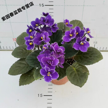 园艺重瓣紫罗兰盆栽花苗带花苞开花不断室内四季花卉植物 星语【懒人