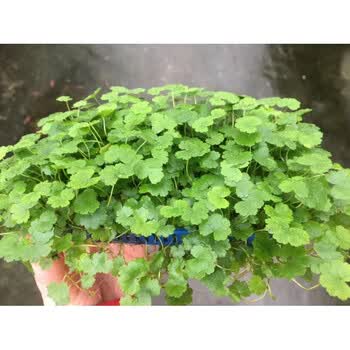 前景草爬地迷你矮珍珠造景简单水族造景水草天湖葵 7 15cm 实惠装 图片价格品牌报价 京东 前景草爬地迷你矮珍珠造景简单水族造景水草天湖葵 7 15cm 实惠装 图片价格品牌报价 京东