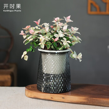 开时果 绿植盆栽办公室桌面摆件（栽好发货）水培绿植花卉盆景水生植物 花叶络石