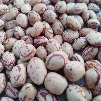 贵州新货雀蛋豆奶花芸豆金丝豆红花豆孔雀豆芙蓉豆五谷杂粮2斤装