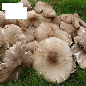 虎钢馋贵州鸡枞菌新鲜500骨朵鸡枞菌菇荔枝菌松茸牛肝菌油鸡枞 开伞