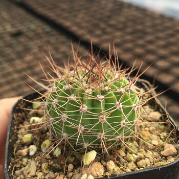 精选68种仙人球   白雪光 新世界  仙人掌兜刺球多肉植物 盆栽   凤冠