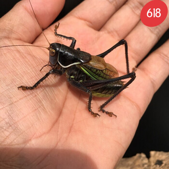 短云【精选推荐】蝈蝈活鸣虫大新脱铁皮山青翠绿母蚰子夏蝈蝈 精挑亮