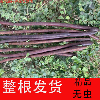 有仁堂便秘果纯大解缅甸腊肠树特级精选排便随便果便秘果大便清肠特级