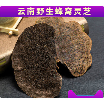 野生蜂窝灵芝 云南龙眼树整个毛蜂窝菌 500克 买3斤送1斤 3斤送1斤