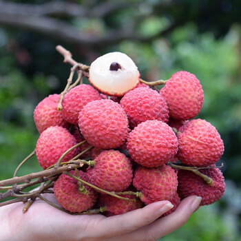 莞吉荔guanjili广东荔枝水平红玫瑰荔枝新鲜水果应季生鲜果园现摘现发
