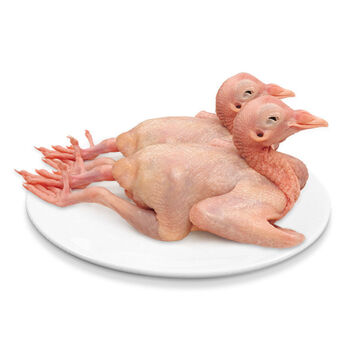 新鲜土鸽三年老鸽营养乳鸽现杀新鲜鸽子肉原粮喂养冰鲜鸽精品小乳鸽4